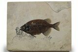 Spectacularly Detailed Fish Fossil (Phareodus) - Wyoming #349230-1
